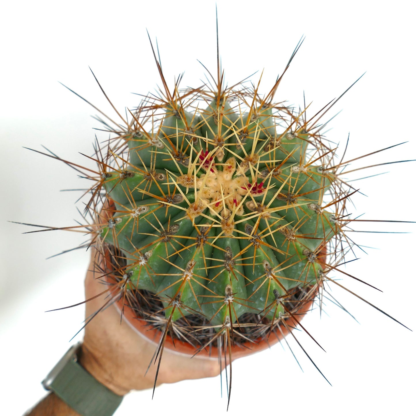 Ferocactus pottsii var. alamosanus