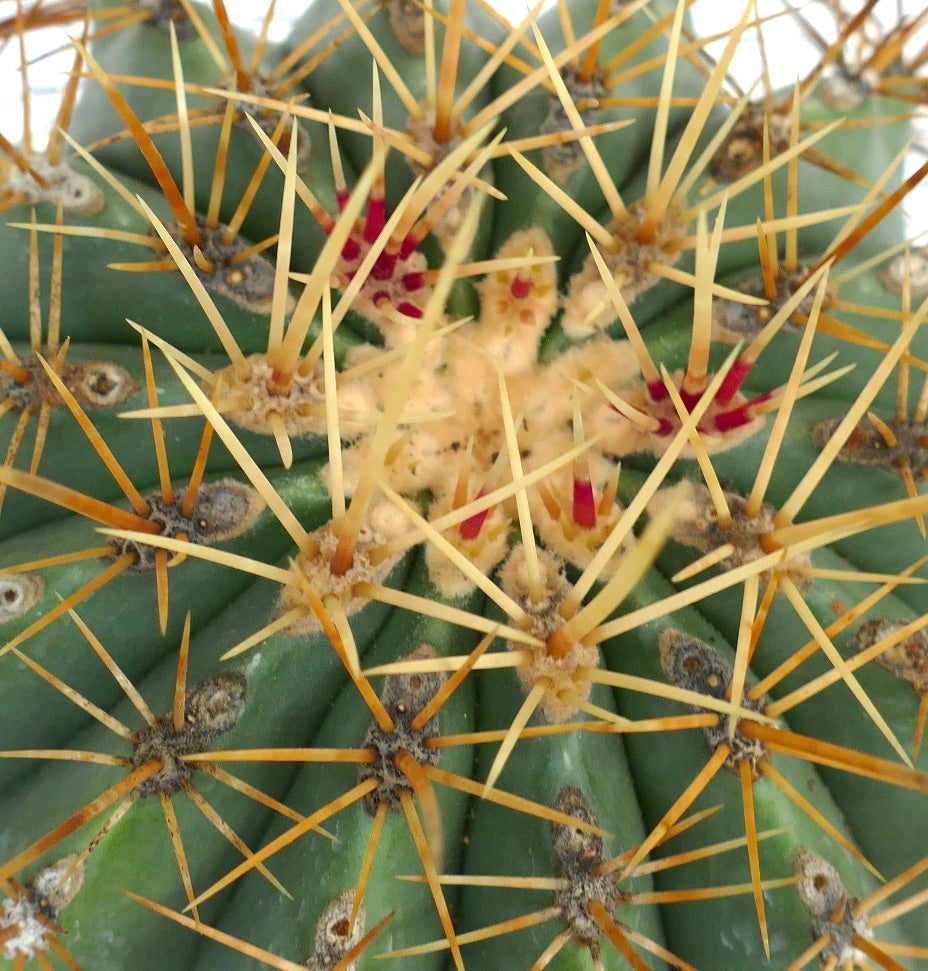 Ferocactus pottsii var. alamosanus