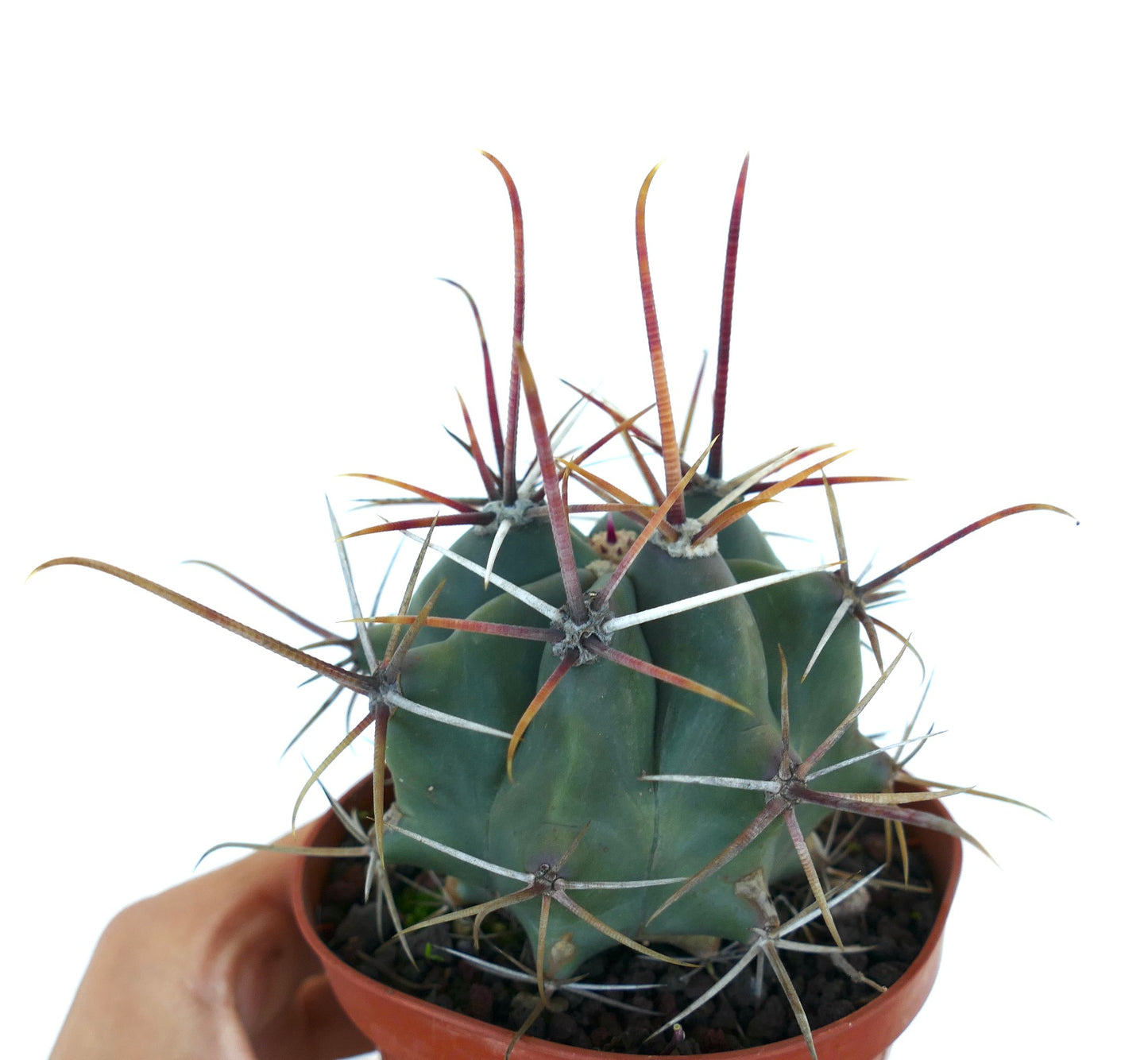 Ferocactus rectispinus LONG SPINES FORM