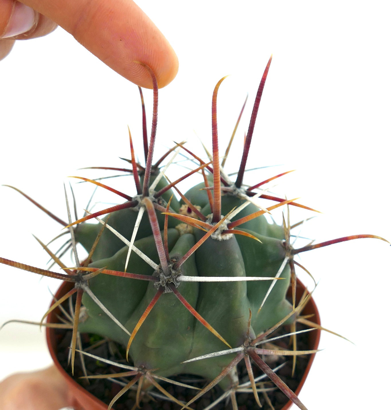 Ferocactus rectispinus LONG SPINES FORM