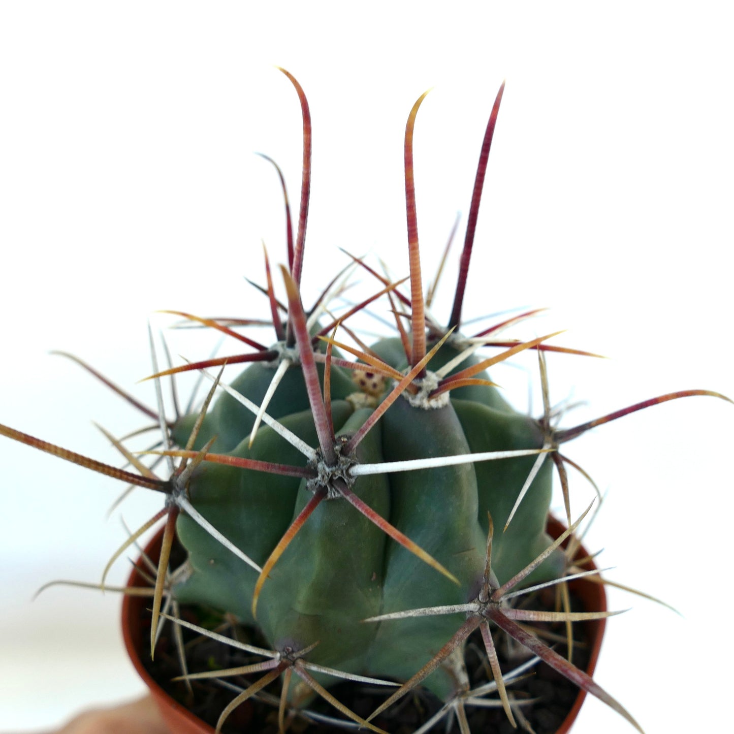 Ferocactus rectispinus LONG SPINES FORM