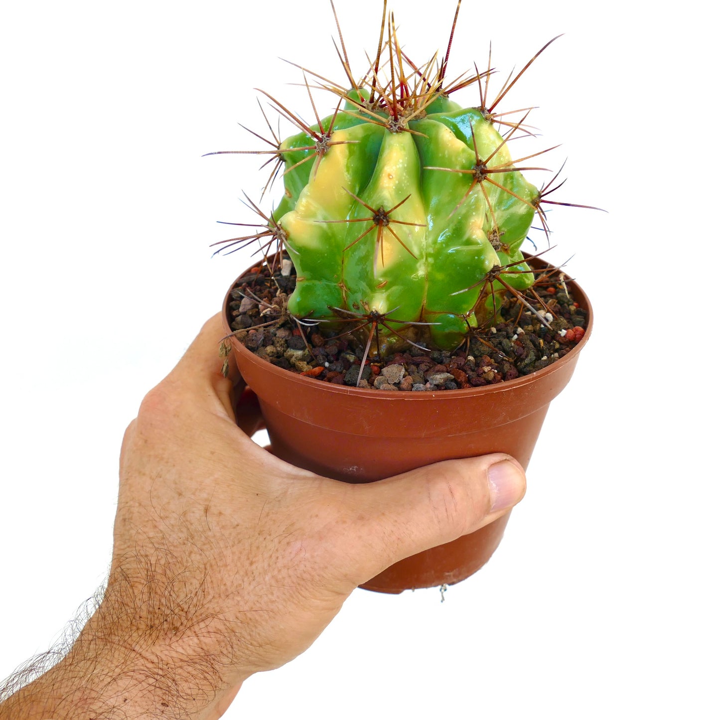 Mano che tiene un piccolo vaso di plastica marrone con un Ferocactus rectispinus variegato, che mostra coste marmorizzate verdi e gialle con lunghe spine marroni.