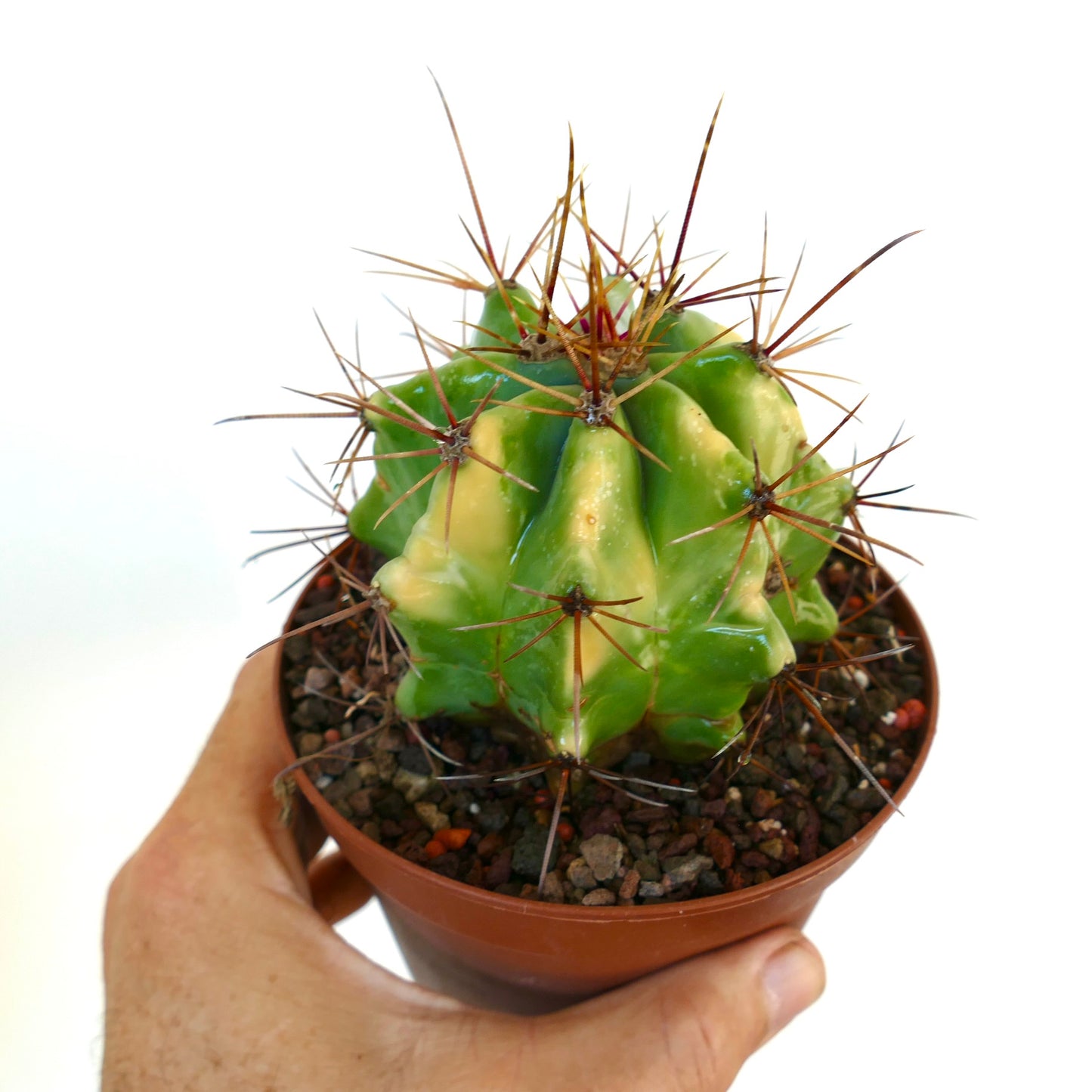 Vista ravvicinata di un Ferocactus rectispinus variegato in un vaso marrone, che mette in evidenza il suo corpo a coste verde e giallo e le spine affilate di colore rosso-marrone.
