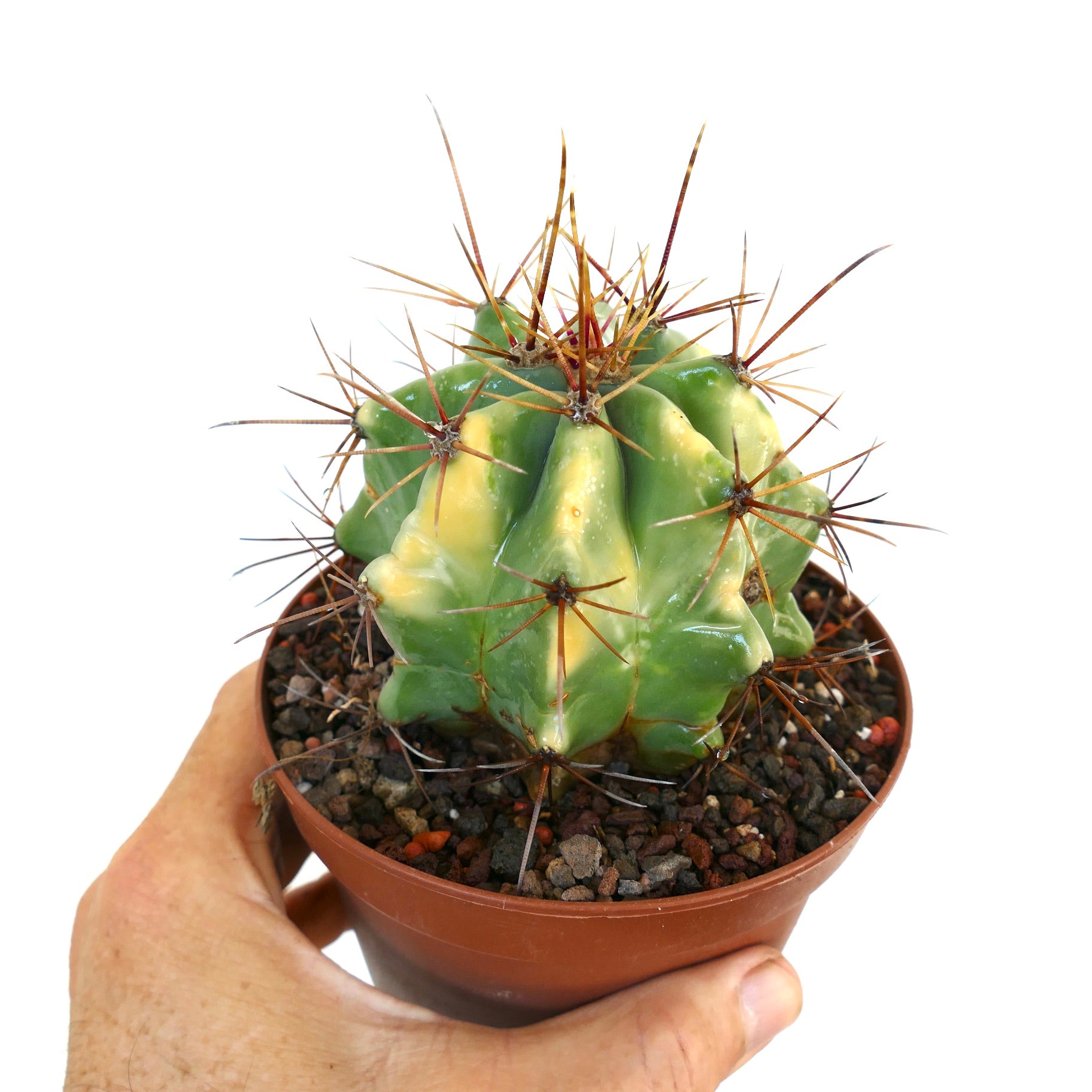 Ferocactus rectispinus variegato in vaso con distintiva colorazione giallo-verde e lunghe spine marroni, tenuto in mano su sfondo bianco.