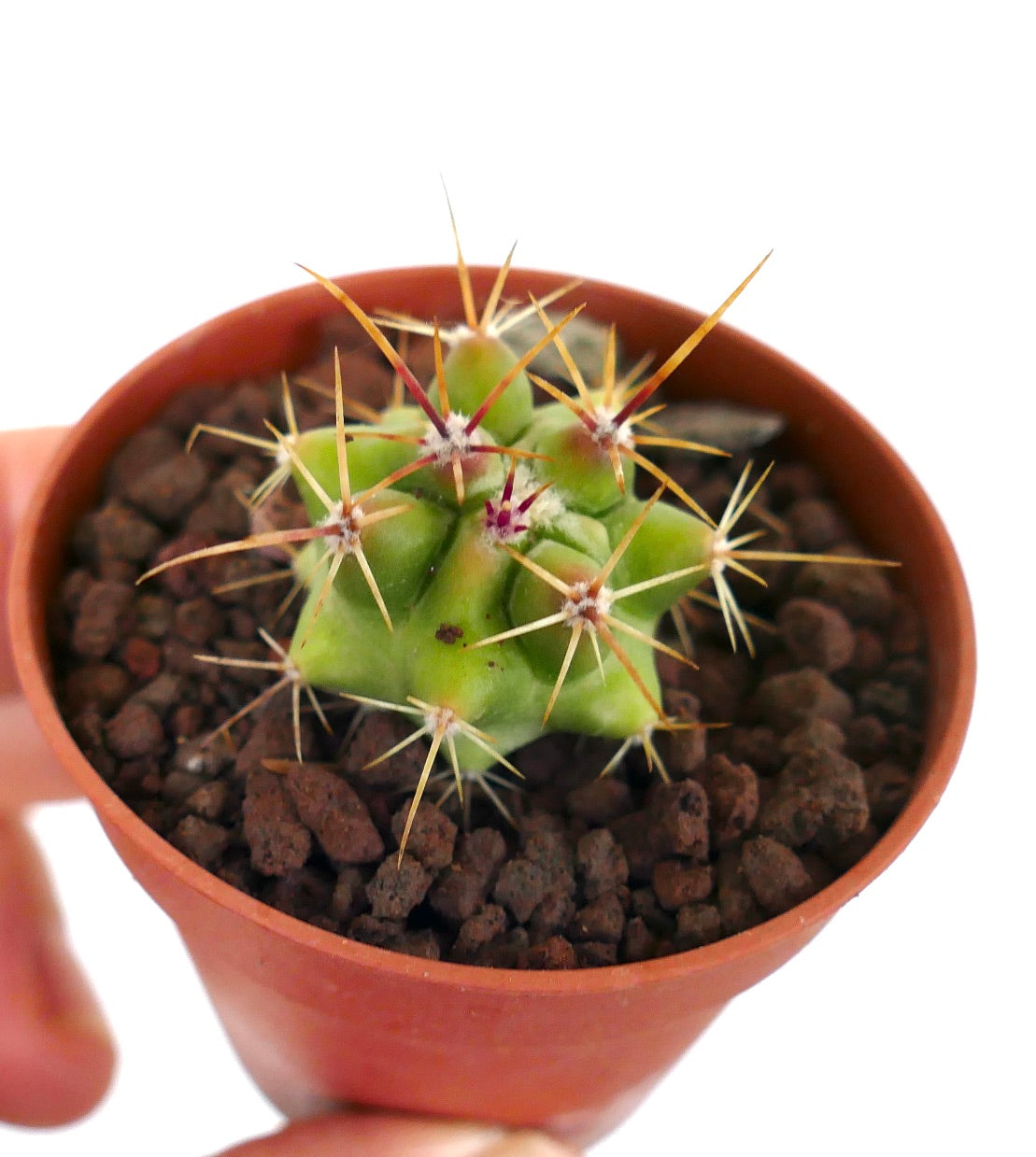 Ferocactus rectispinus X Echinocactus grusonii HYBRID