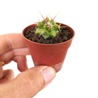 Ferocactus rectispinus X Echinocactus grusonii HYBRID