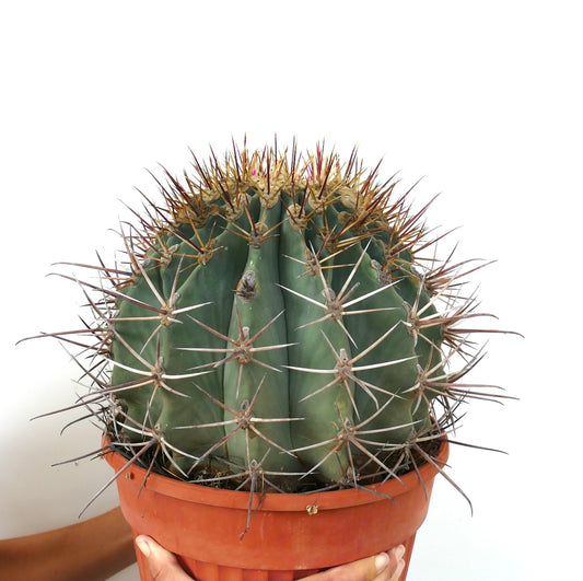 Ferocactus santa-maria X Ferocactus glucescens EXTRA BIG