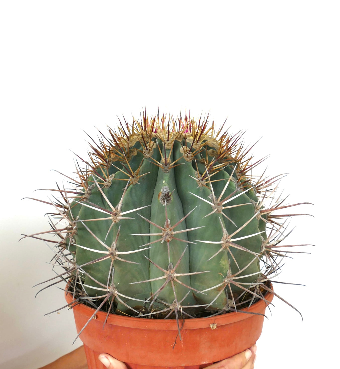 Ferocactus santa-maria X Ferocactus glucescens EXTRA BIG