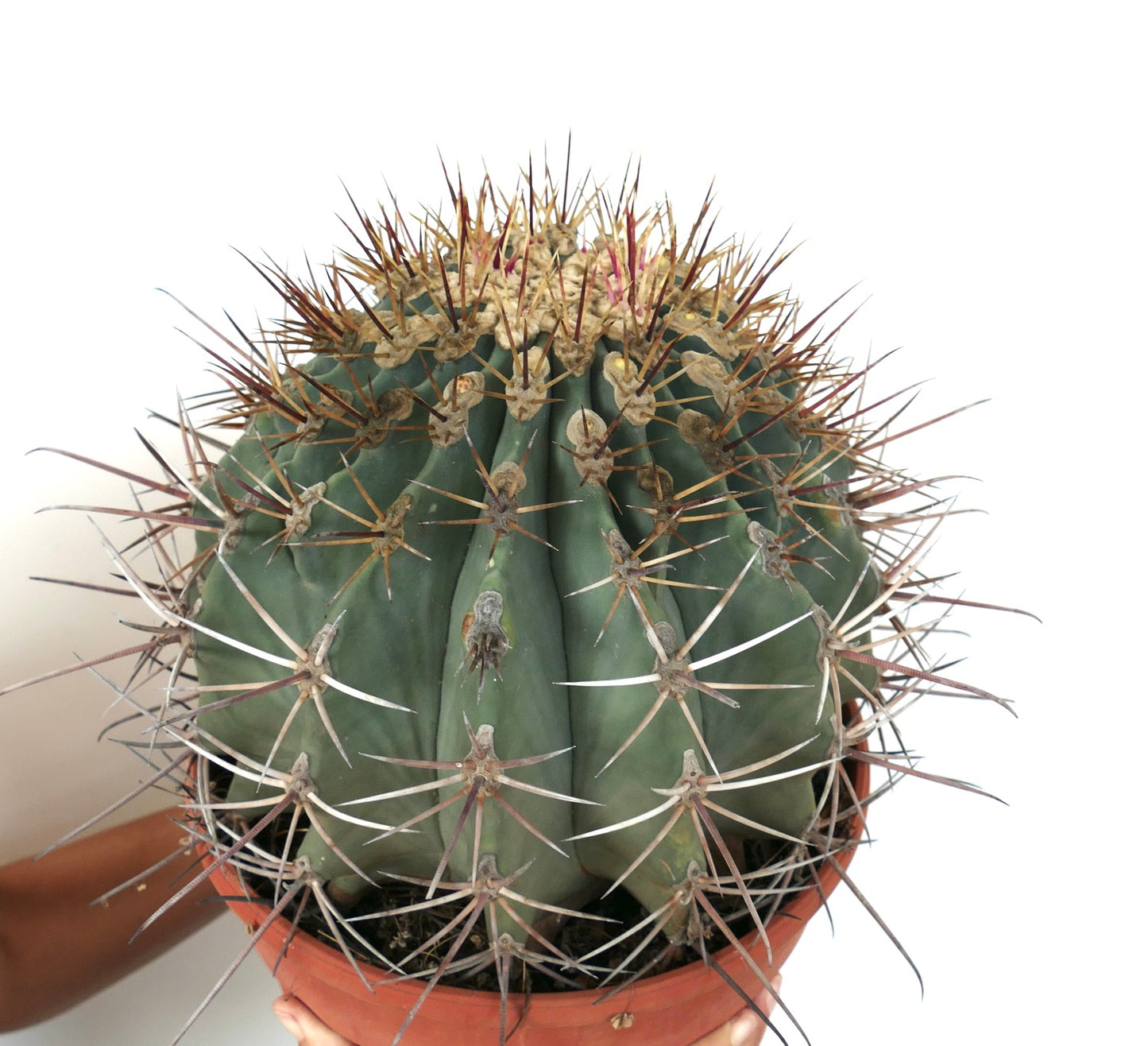 Ferocactus santa-maria X Ferocactus glucescens EXTRA BIG