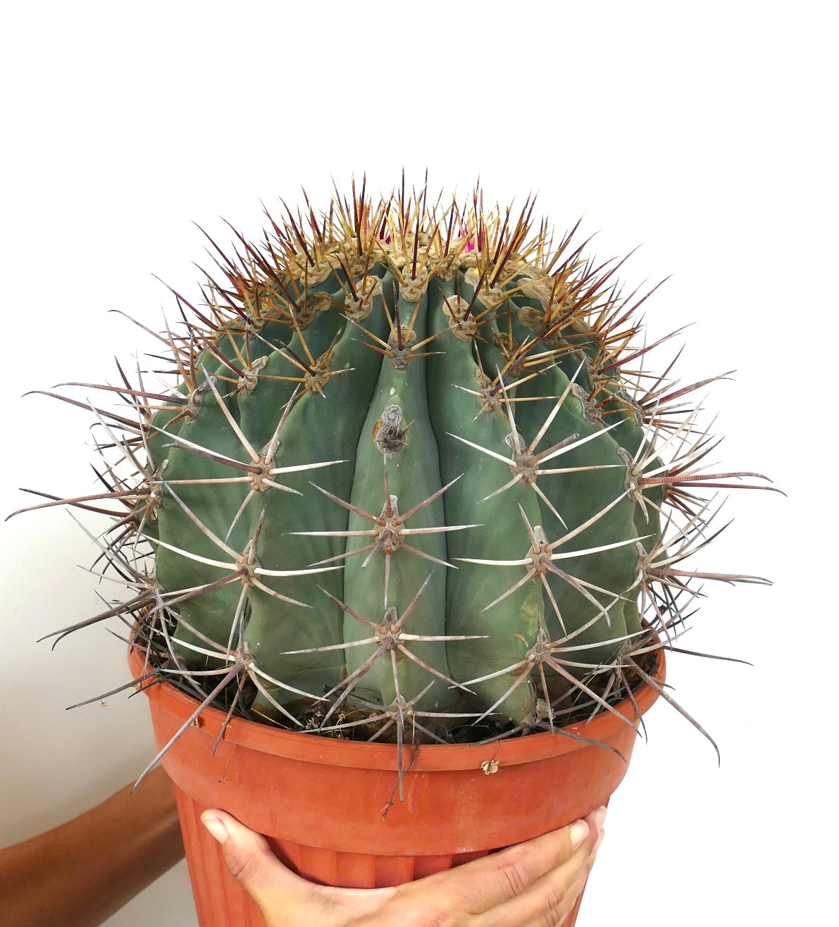 Ferocactus santa-maria X Ferocactus glucescens EXTRA BIG