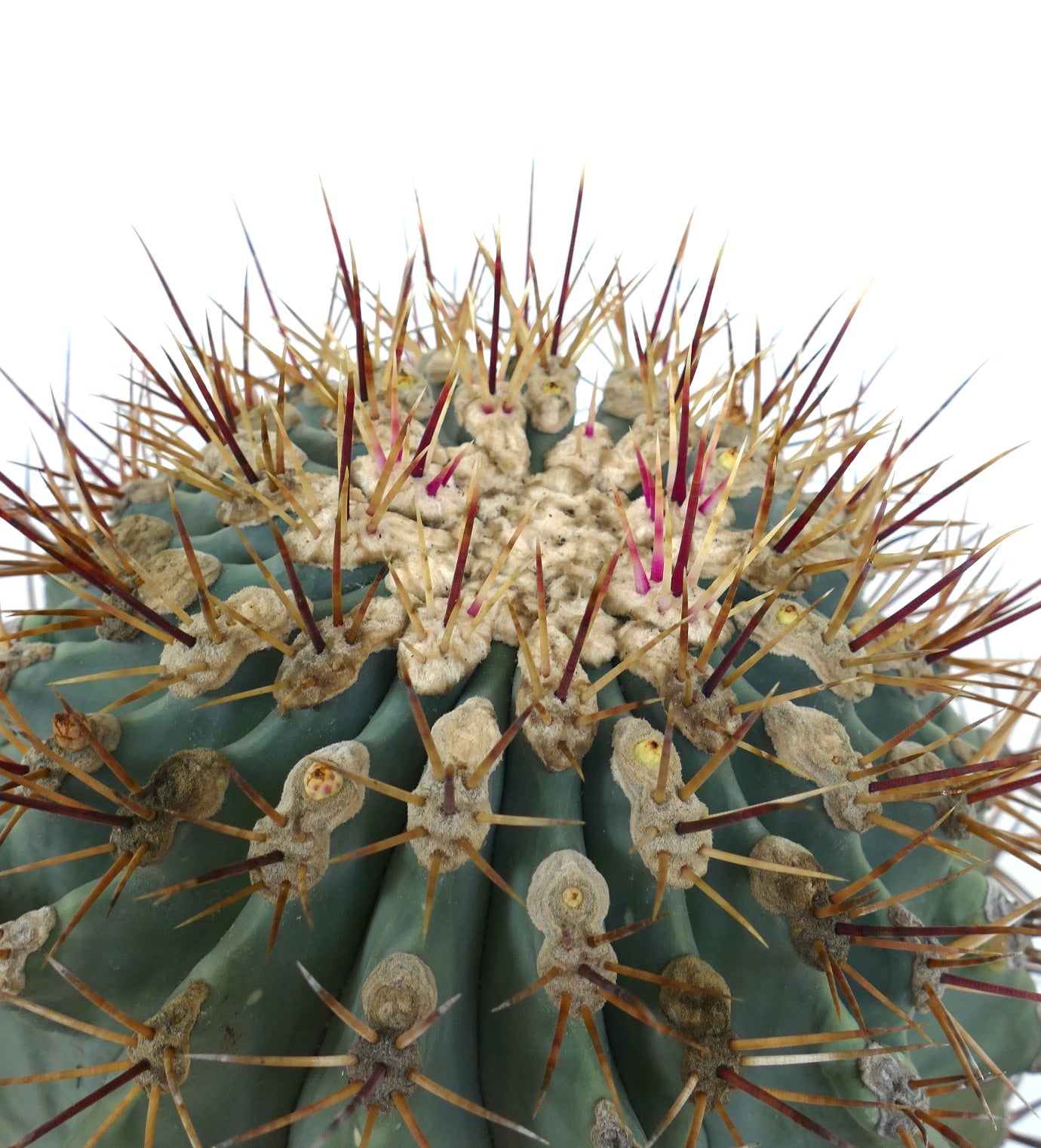 Ferocactus santa-maria X Ferocactus glucescens EXTRA BIG