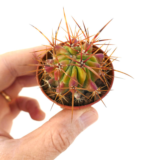 Ferocactus stainesii small succulent cactus with long reddish spines and green-purple body