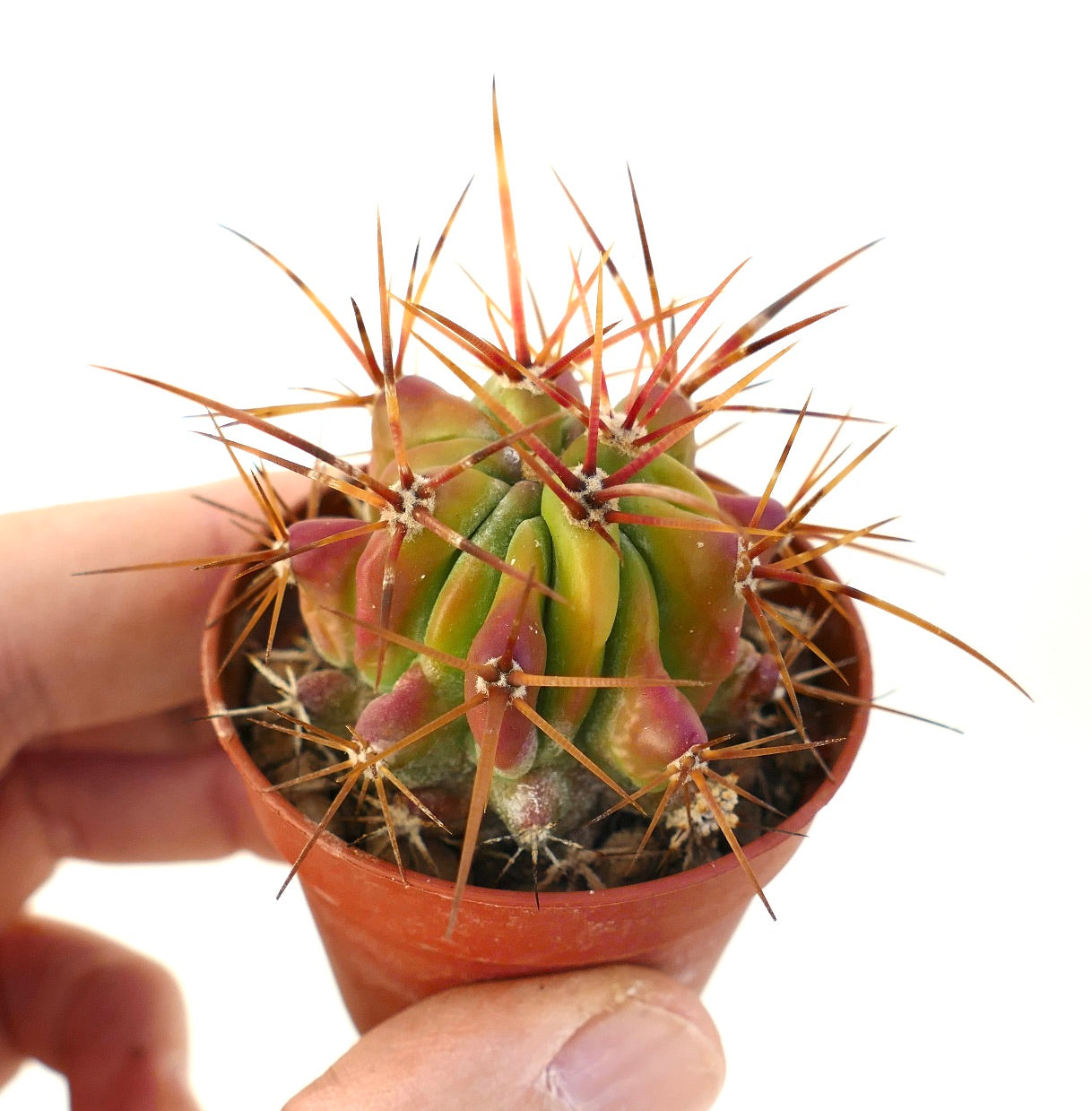 Ferocactus stainesii vetplant cactus met levendig roodgroen lichaam en lange scherpe stekels in een kleine pot