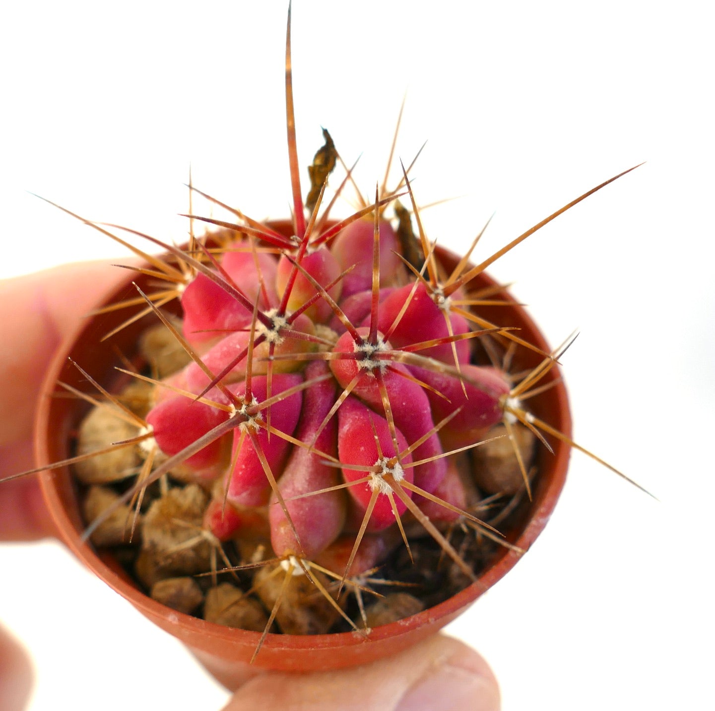 鮮やかな赤いボディと長く鋭い棘を持つフェロカクタス・ステインシー多肉サボテン（鉢植え）