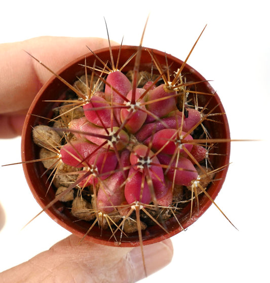 Ferocactus stainesii succulent cactus with vibrant red tubercles and long sharp spines in pot