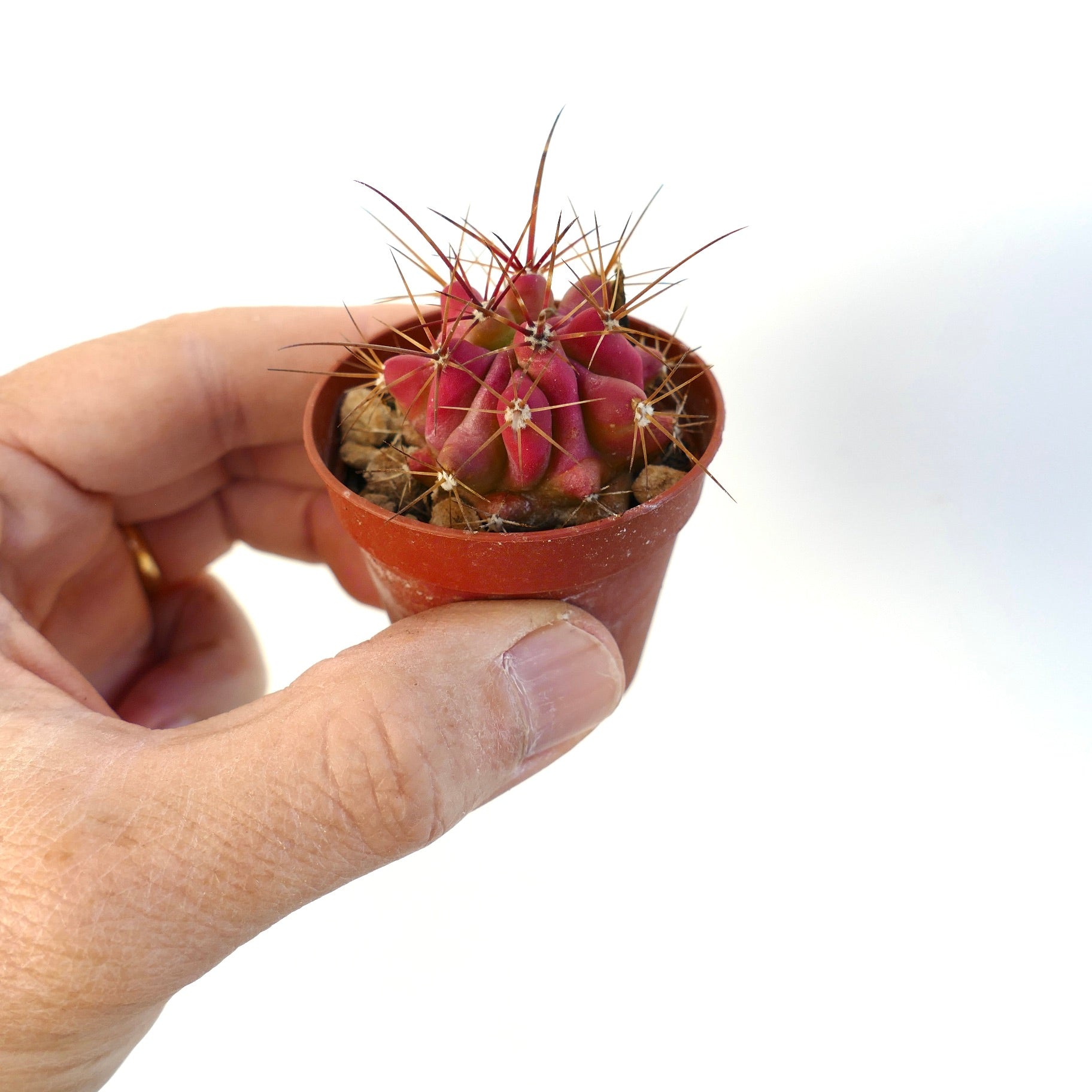 フェロカクタス・ステインシーイ 小さな赤い多肉植物のサボテン、細長く鋭いトゲがあり、手に持たれた鉢植え