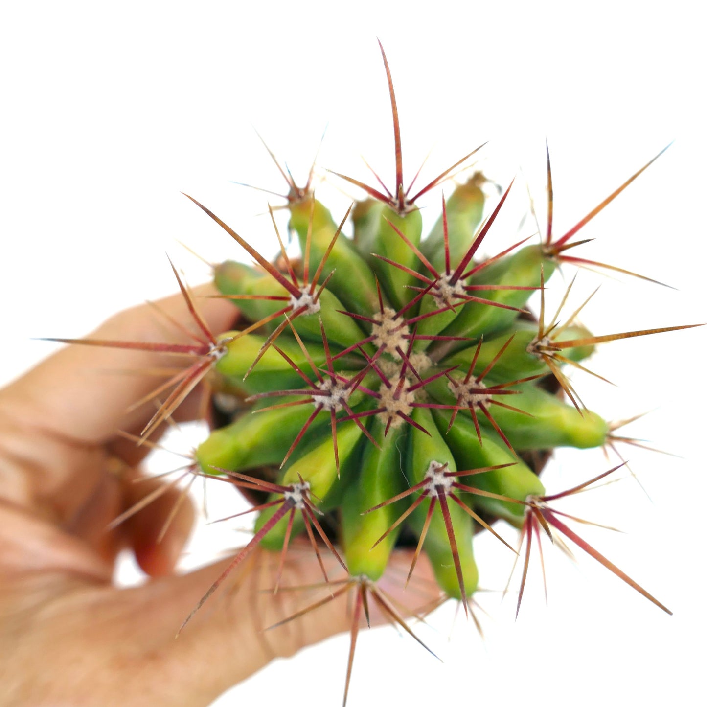 top view of Ferocactus stainesii in a pot, showing bright green ribs with sharp reddish spines radiating outward.