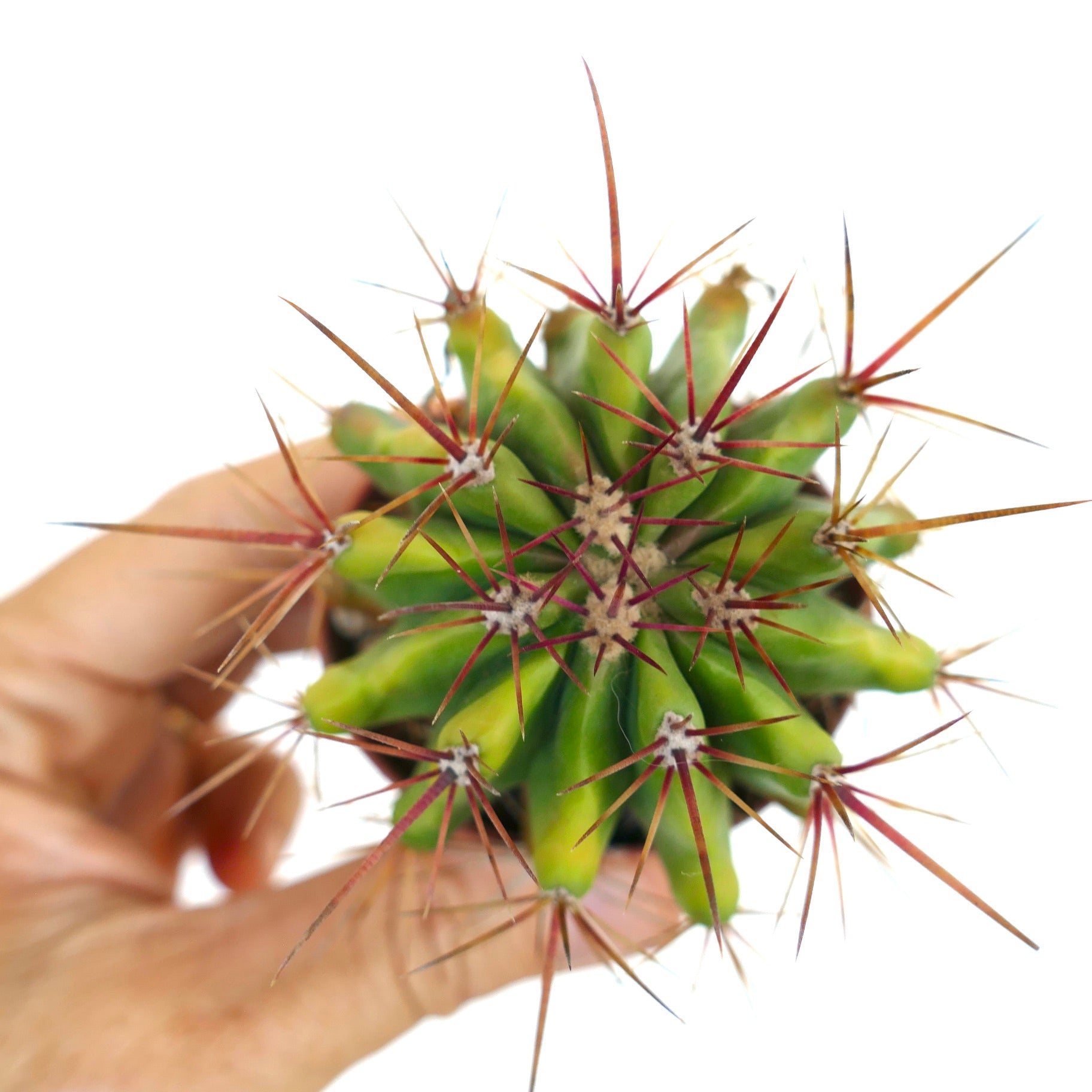 top view of Ferocactus stainesii in a pot, showing bright green ribs with sharp reddish spines radiating outward.