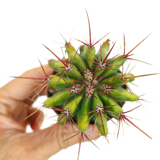 top view of Ferocactus stainesii in a pot, showing bright green ribs with sharp reddish spines radiating outward.