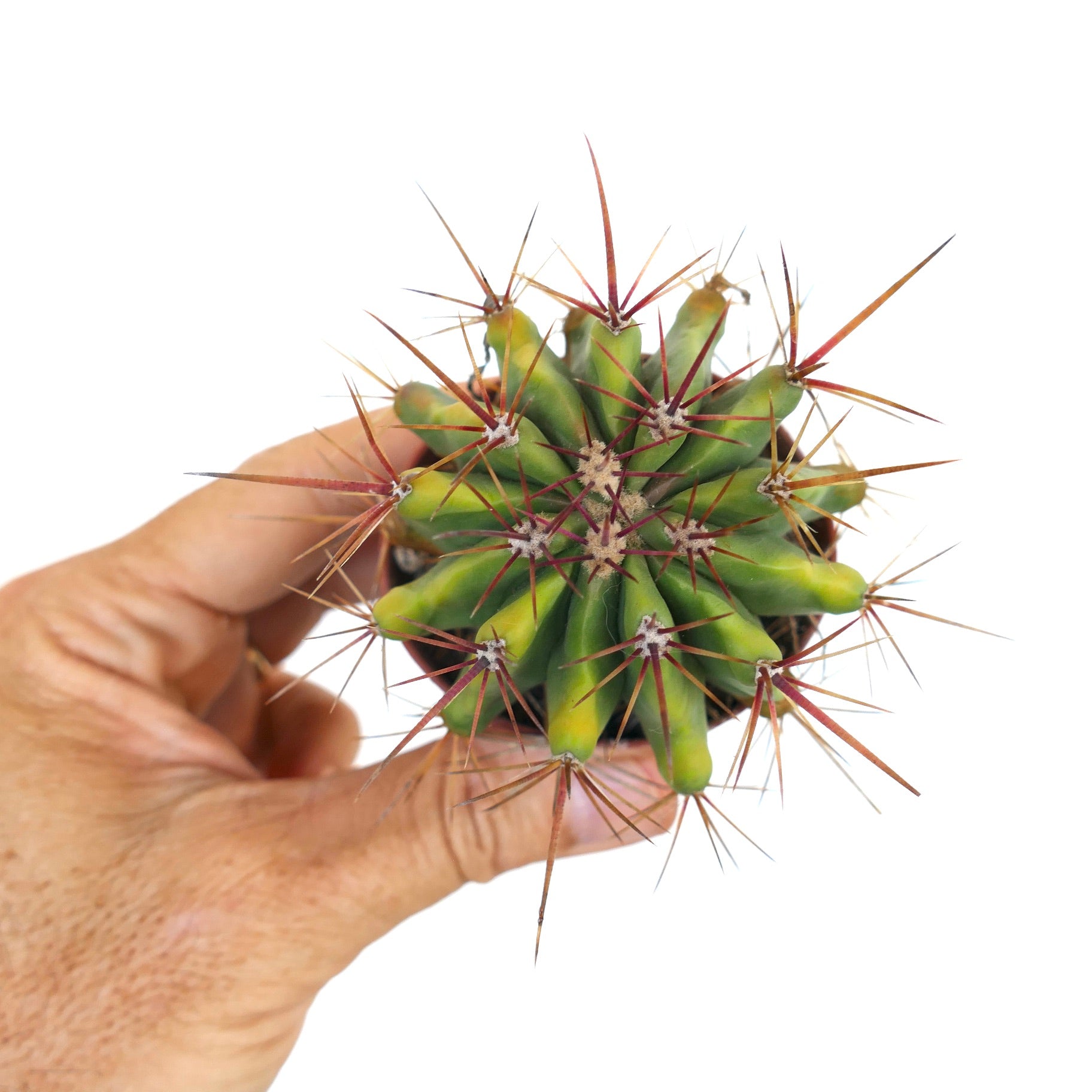Hand holding Ferocactus stainesii, highlighting its symmetrical ribbed body and long red-brown spines.