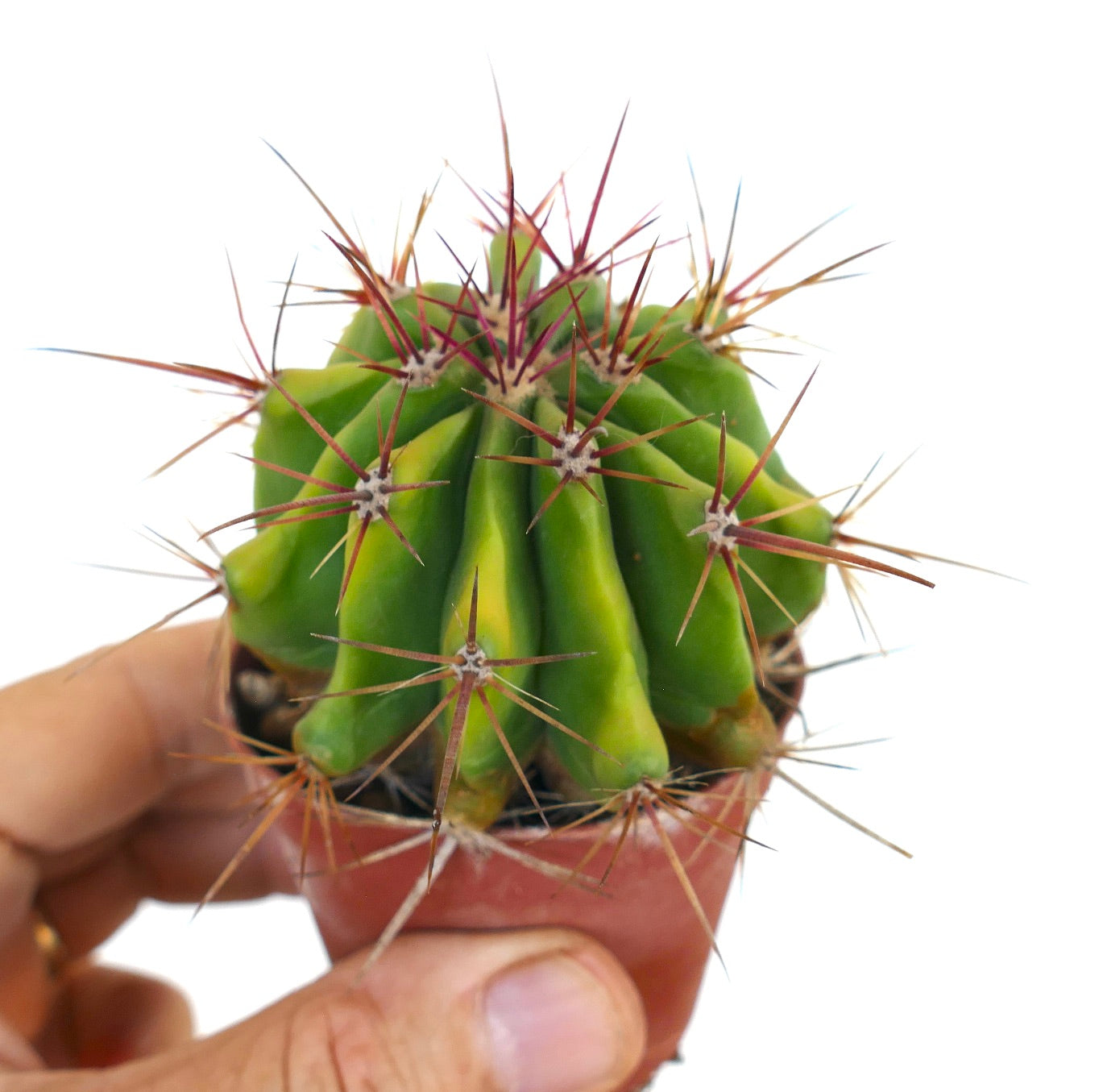 Close-up of Ferocactus stainesii cactus with compact green body and striking radial spines.