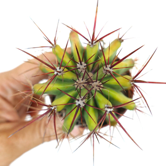 Top view of Ferocactus stainesii with slightly yellow-green skin, showing symmetrical ribs and long radial red spines.