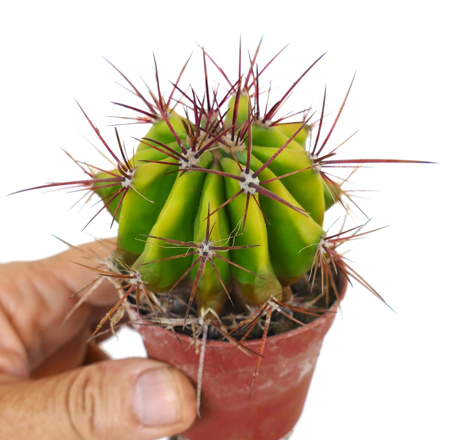 Potted Ferocactus stainesii with yellow-tinted body and strong reddish spines, held in hand for scale.