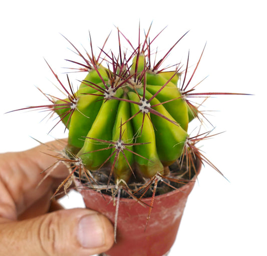 Potted Ferocactus stainesii with yellow-tinted body and strong reddish spines, held in hand for scale.