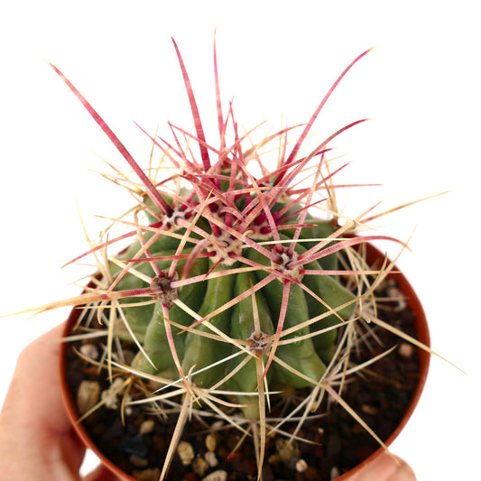 Ferocactus stainesii X Ferocactus rectispinus