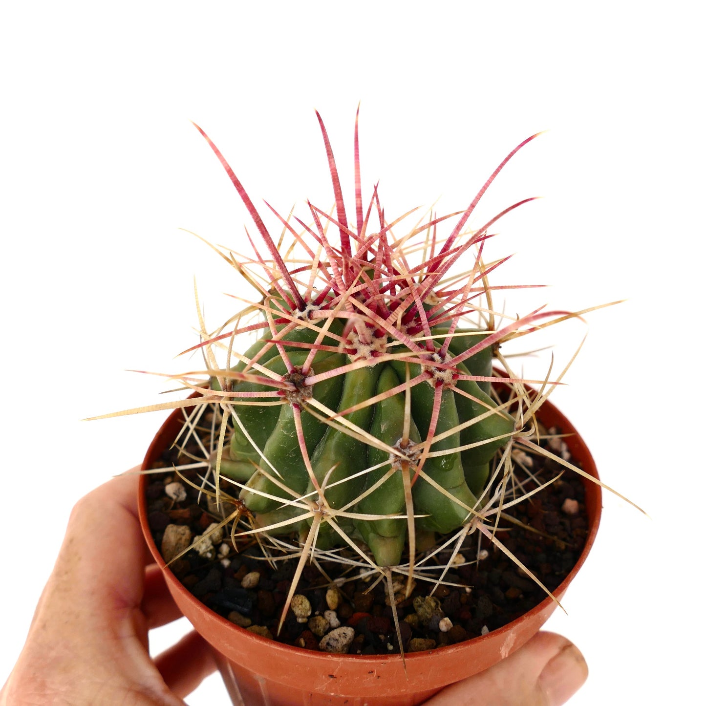 Ferocactus stainesii X Ferocactus rectispinus