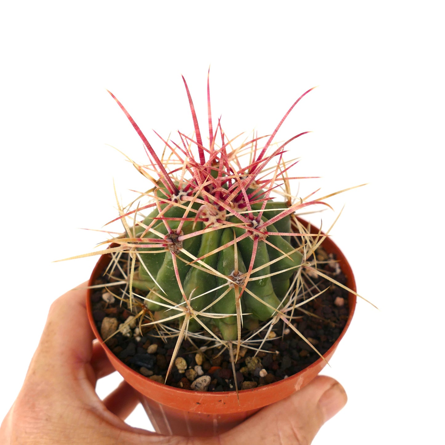 Ferocactus stainesii X Ferocactus rectispinus