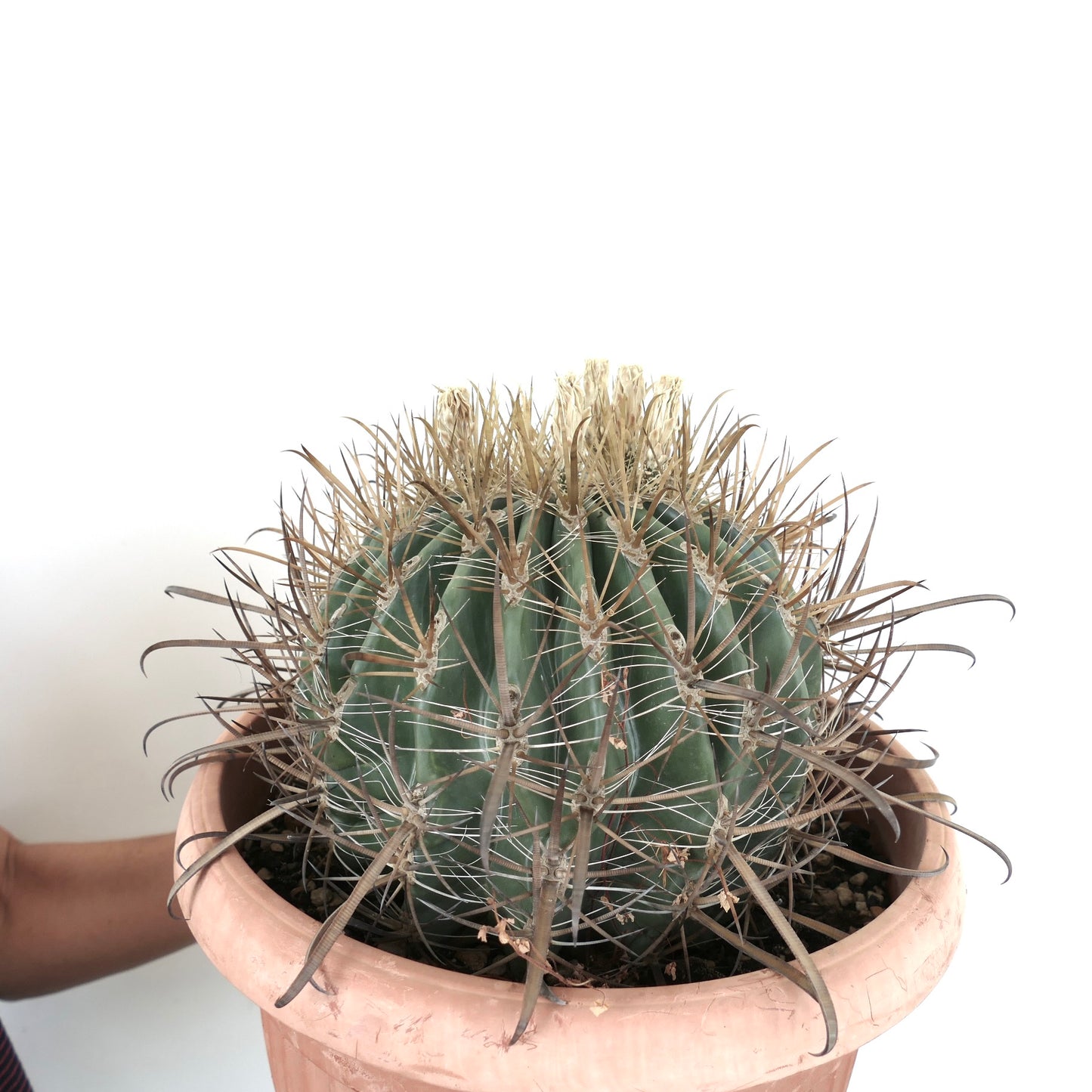 Ferocactus stainesii albispinus WHITE SPINES