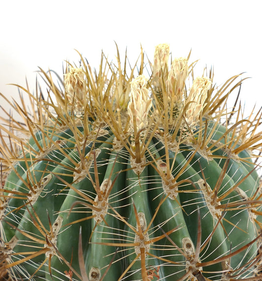 Ferocactus stainesii albispinus WHITE SPINES