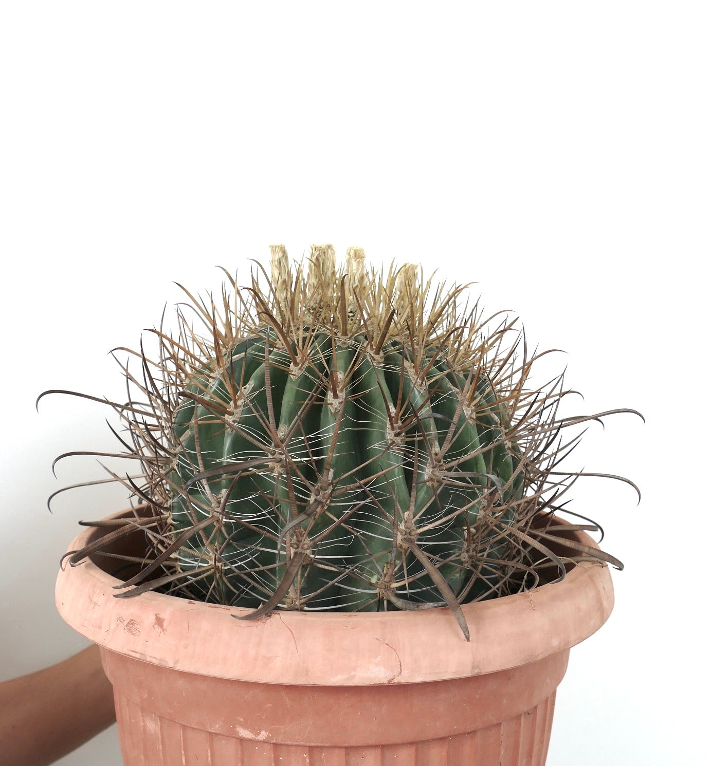 Ferocactus stainesii albispinus WHITE SPINES