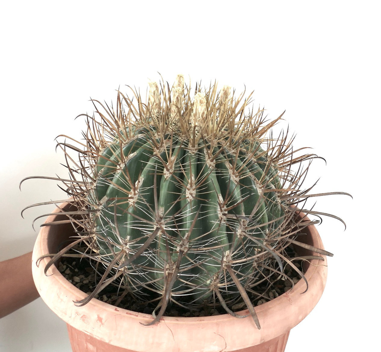 Ferocactus stainesii albispinus WHITE SPINES