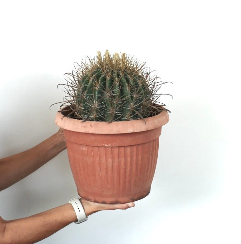 Ferocactus stainesii albispinus WHITE SPINES