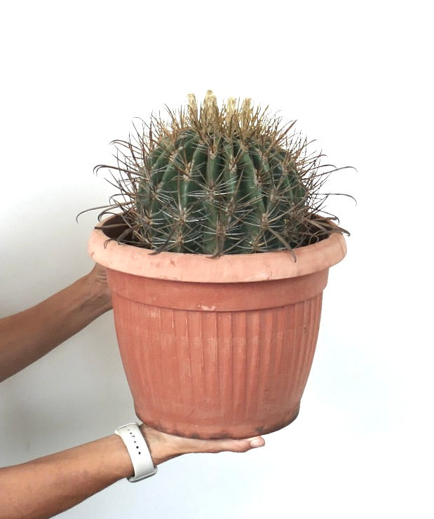 Ferocactus stainesii albispinus WHITE SPINES