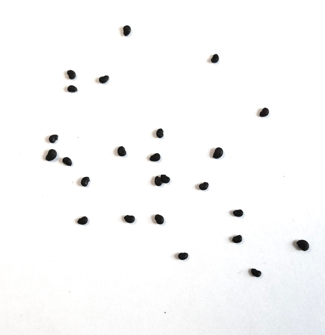 Ferocactus stainesii var. pringlei rare cactus seeds scattered on white background