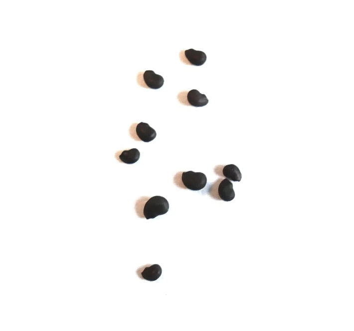 Ferocactus stainesii var. pringlei rare cactus seeds close-up on white background