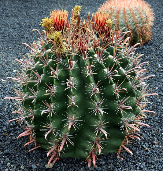 Ferocactus townsedianus large green cactus with prominent curved spines and yellow-red flower buds