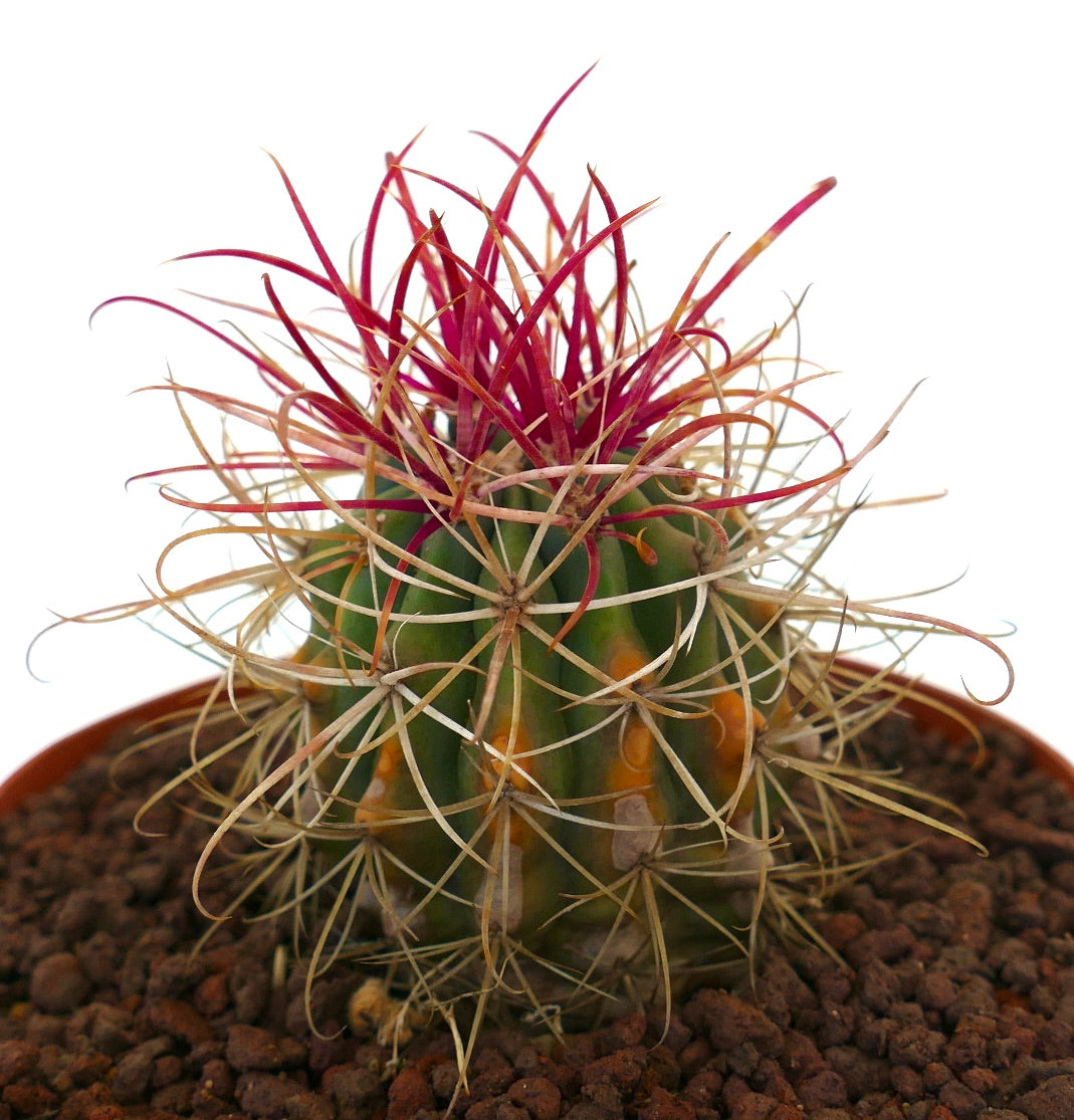 Ferocactus var. lecontei cactus with vibrant red spines and rounded green body in pot