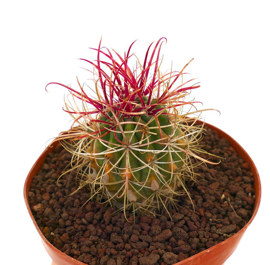 Ferocactus var. lecontei succulent cactus with vibrant red spines and curved yellow thorns in pot