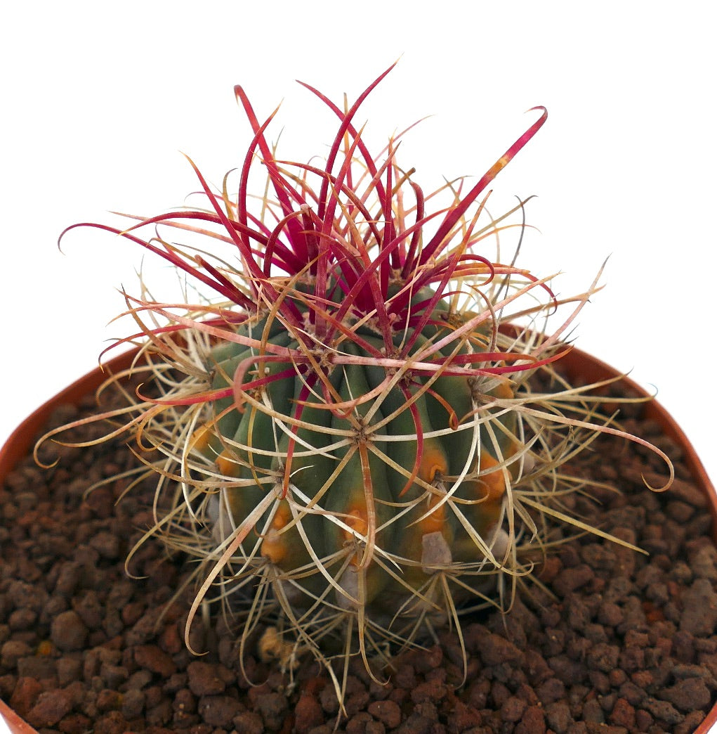 Ferocactus var. lecontei cactus with vibrant red spines and curved yellowish outer spines in pot