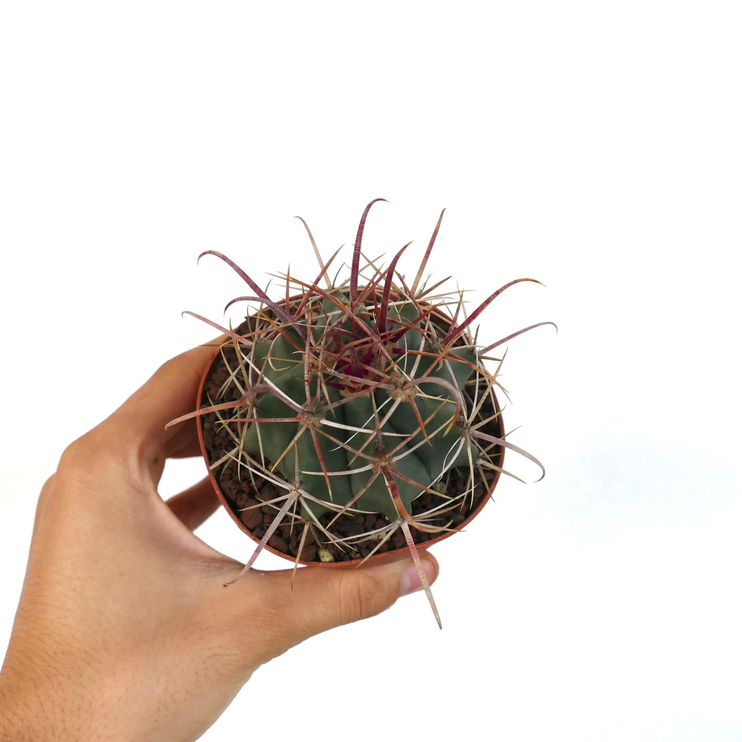 Ferocactus wislizenii X Ferocactus longispinus