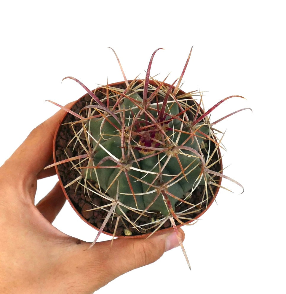 Ferocactus wislizenii X Ferocactus longispinus