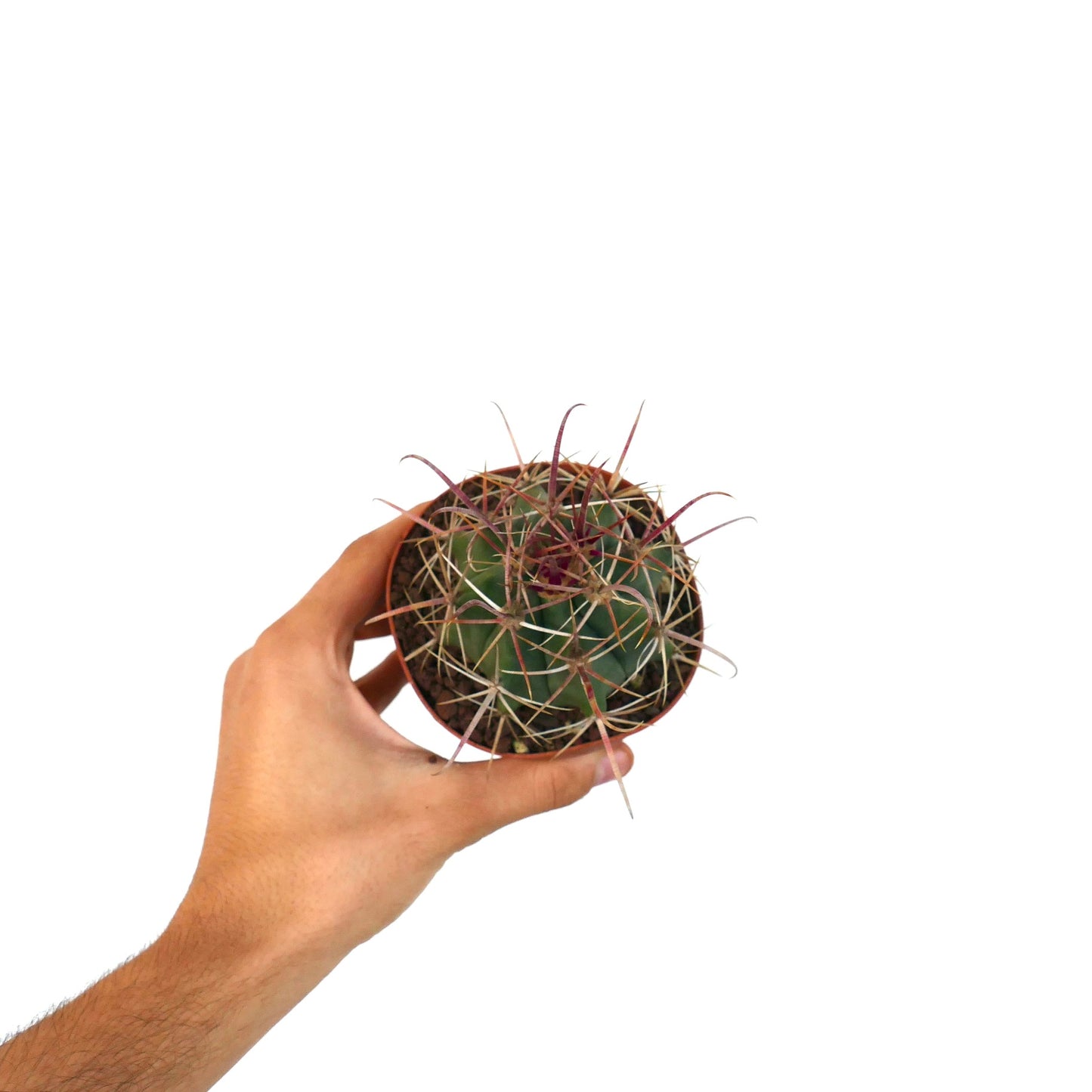 Ferocactus wislizenii X Ferocactus longispinus