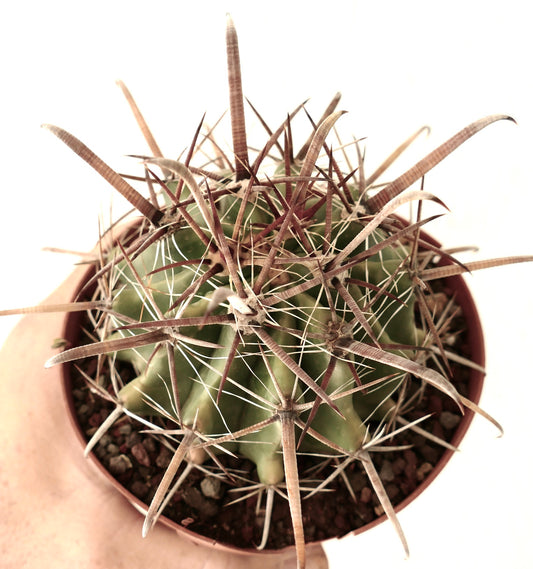 Ferocactus wislizenii var. herrerae 