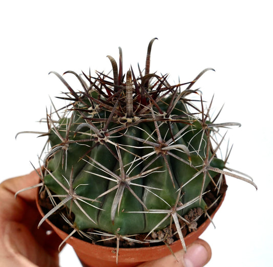 Ferocactus wislizenii var. herrerae 