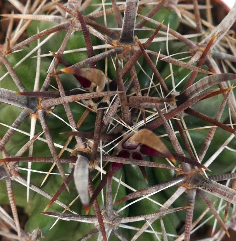 Ferocactus wislizenii var. herrerae