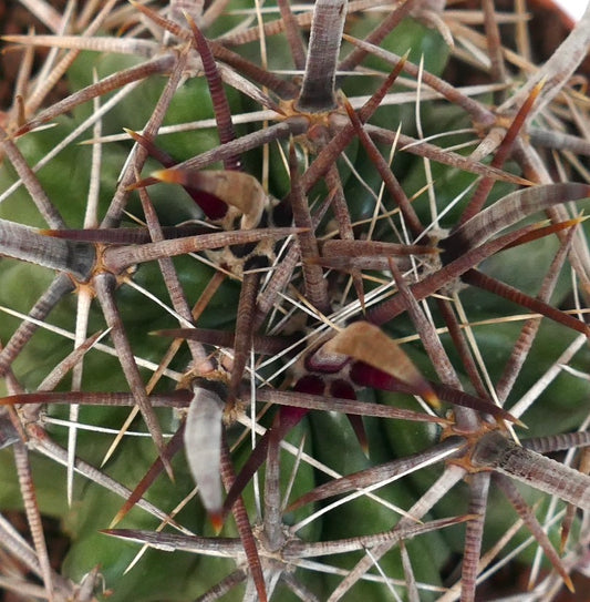 Ferocactus wislizenii var. herrerae 